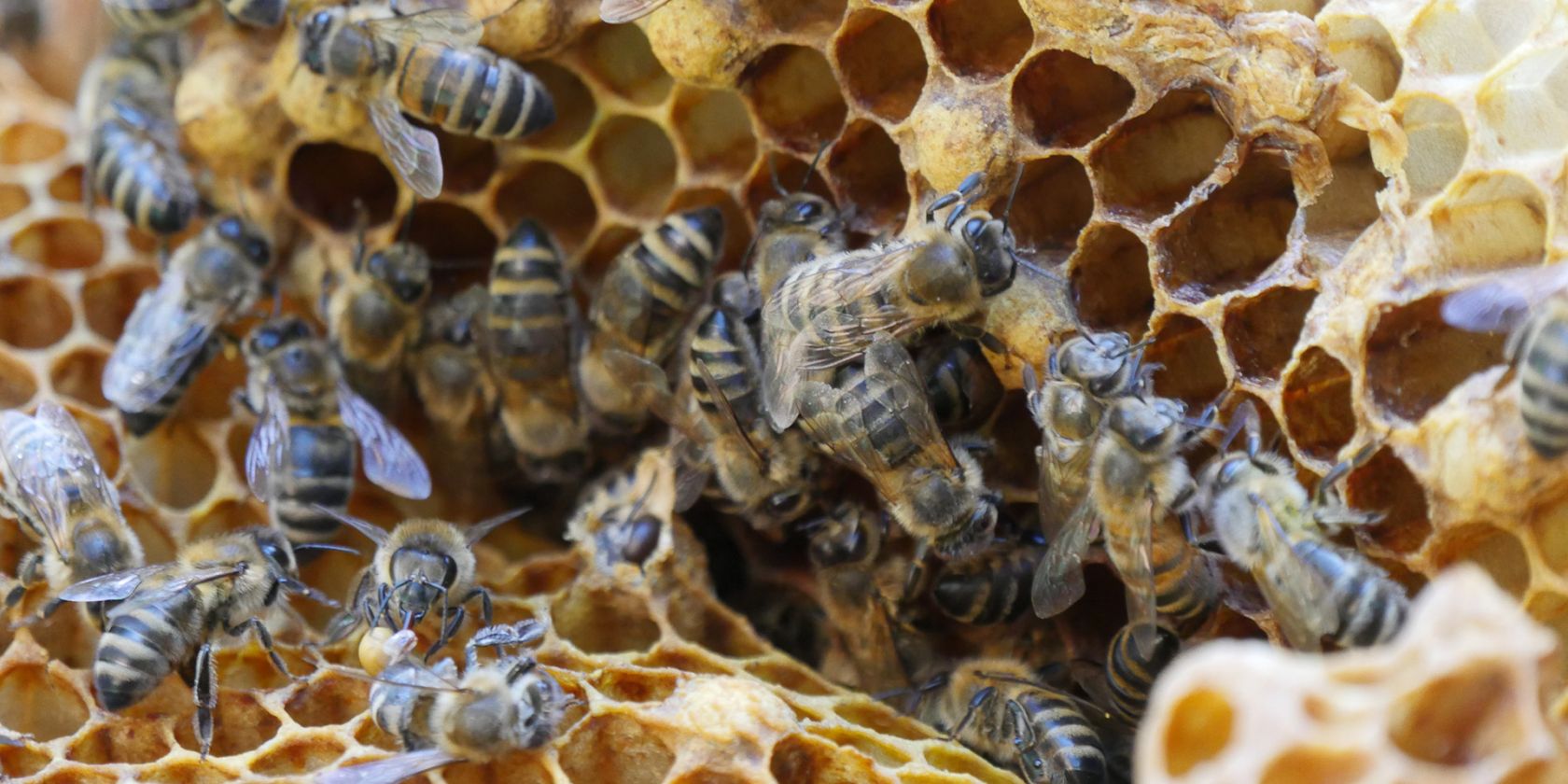 Bienenwagen-Saison_Foto Maria Seemann, &copy; Zoo Rostock/ Seemann