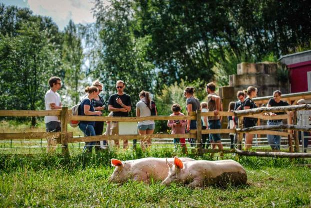Die Schweine Anni & Rosalie bei den Besuchszeiten im Land der Tiere, &copy; Land der Tiere