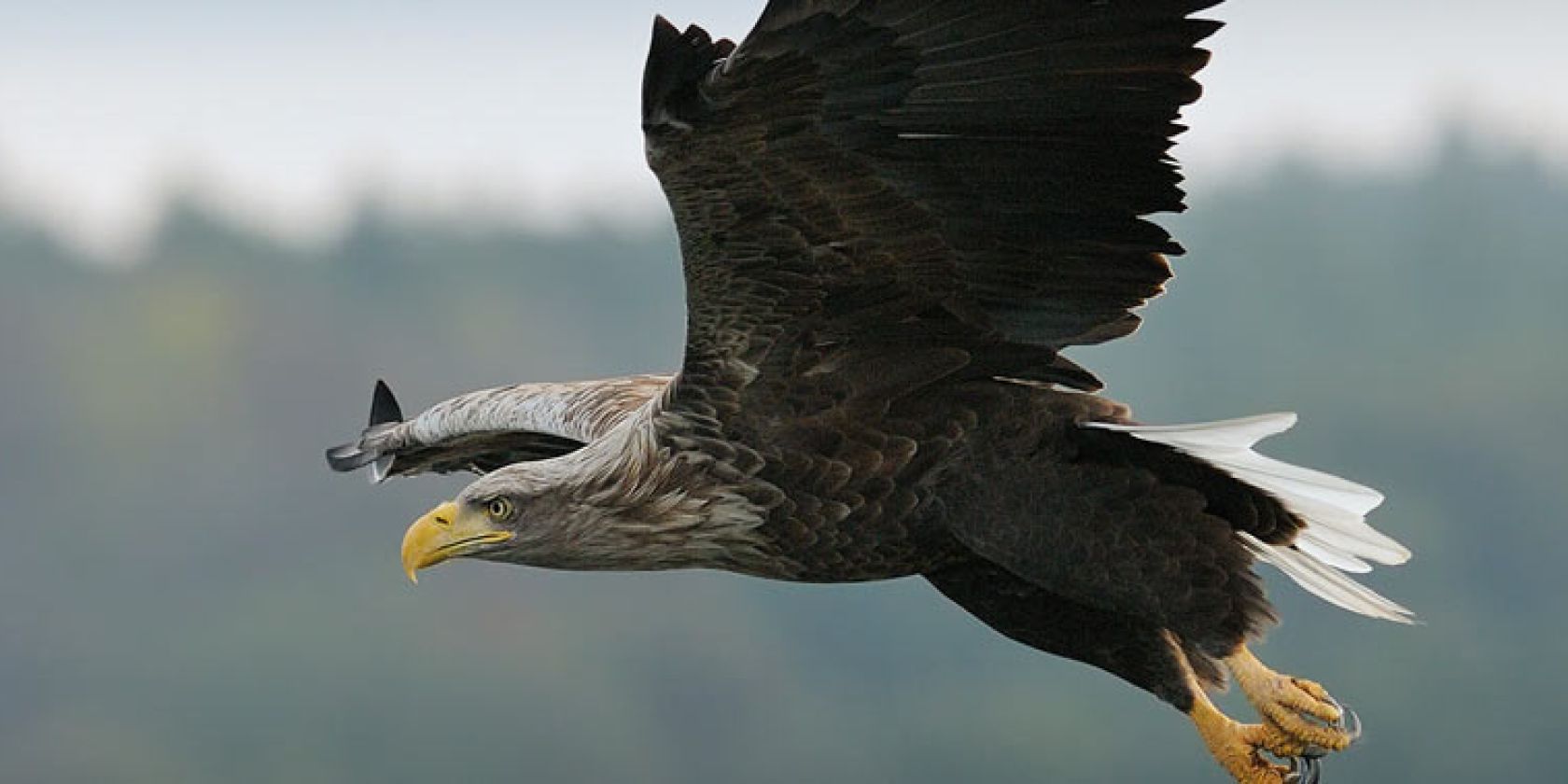 Adler, © Nationalpark-Service Federow