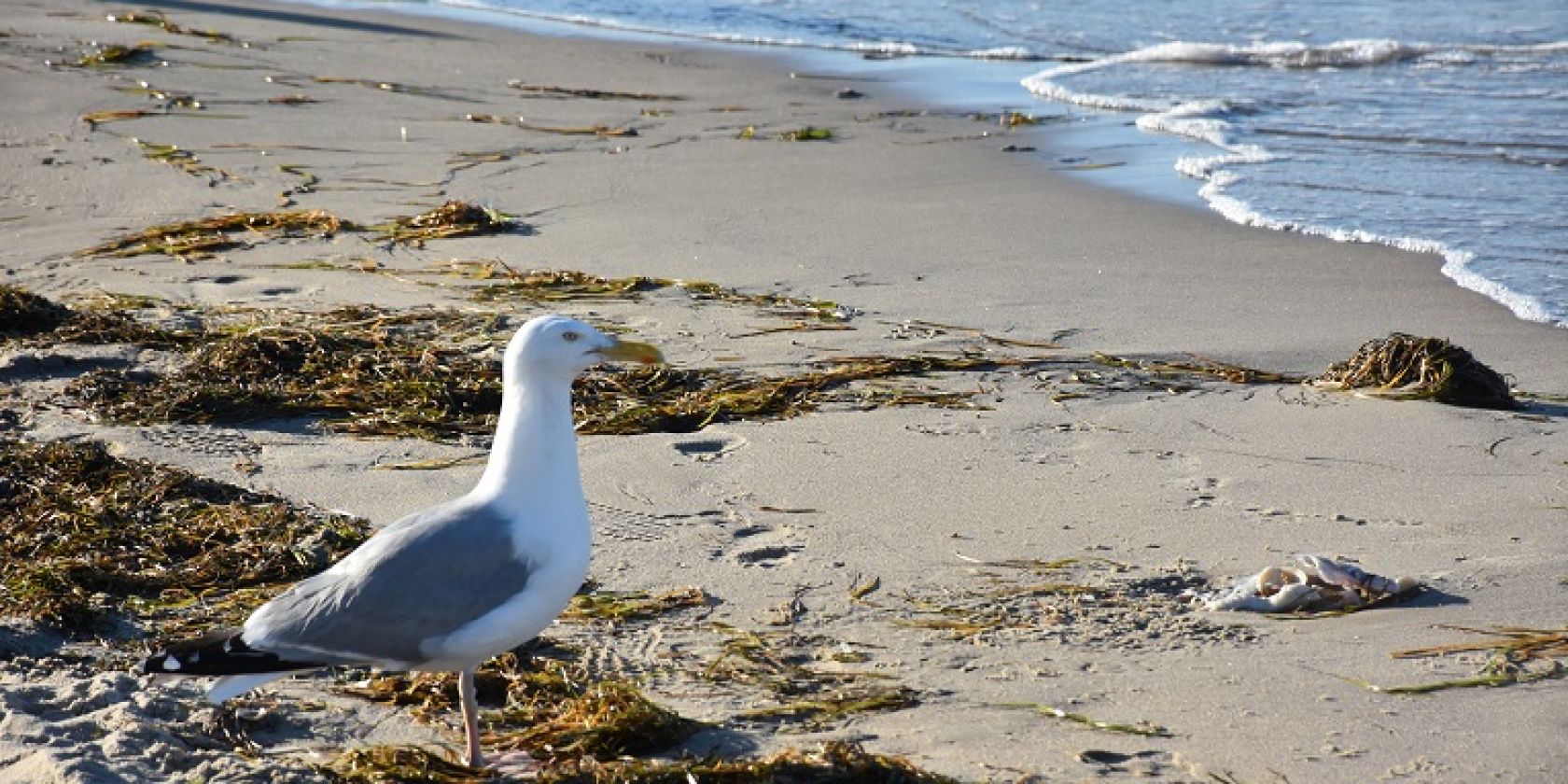 Strandwanderung vom VEREIN JORDSAND zum Schutz der Seevögel und der Natur e. V., © jordsand.JPG