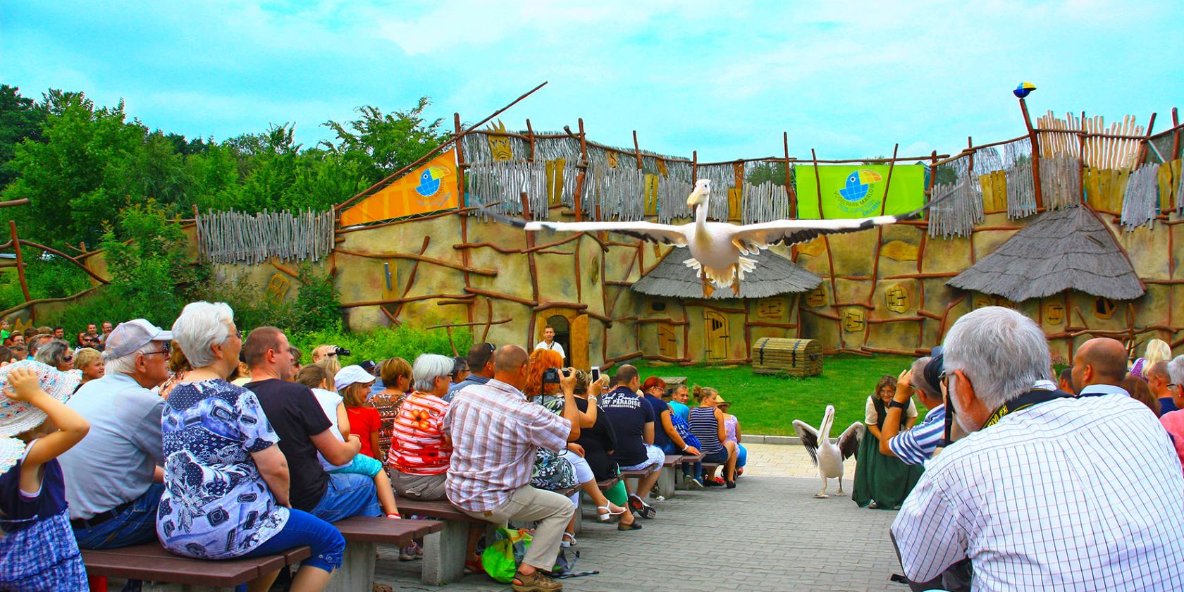 Pelicans in the animal show, © Vogelpark