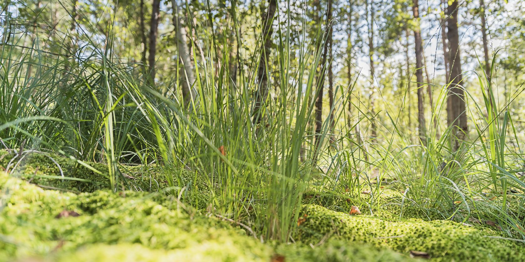 Moorwanderung, © André Pristaff / Tourismus- und Kur GmbH Graal-Müritz