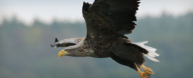 Adler, &copy; Nationalpark-Service Federow