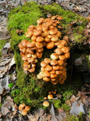 pilze, &copy; Gemeinde Ostseebad Glowe