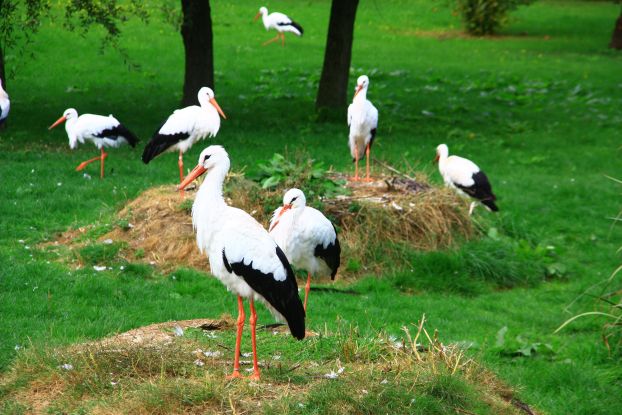 Accessible white stork enclosure in Marlow Bird Park, © Vogelpark Marlow