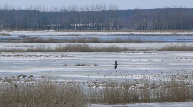 Vogelparadies Große Rosin (geführte Wanderung), © Martin Hagemann