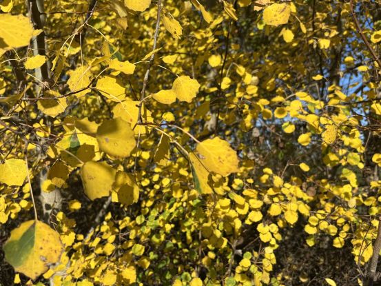 26-04-24 Day of the tree, GMZ, &copy; C