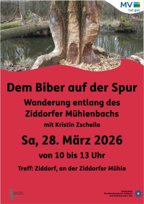 26-03-28 Biberf&uuml;hrung, &copy; Naturpark Mecklenburgische Schweiz und Kummerower See
