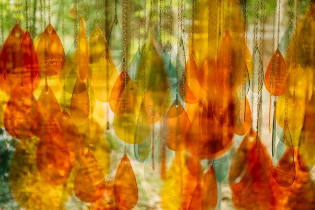 Silviculture, &copy; Christian Thiele