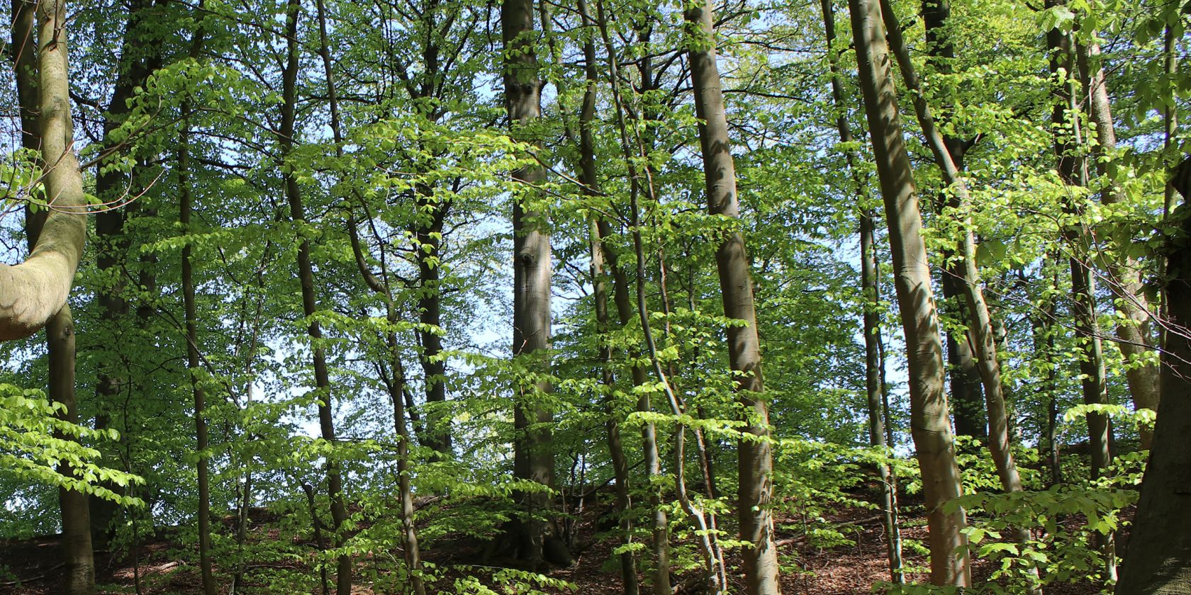 Granitz 052019, © Biosphärenreservatsamt Südost-Rügen