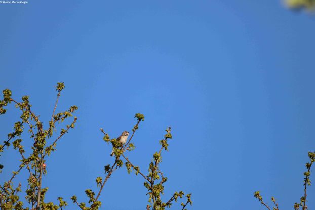 25-04-27 The twittering in the forest, &copy; Gudrun Marin-Ziegler