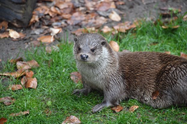 Fischotter im Zoo Rostock, © Zoo Rostock/Kloock