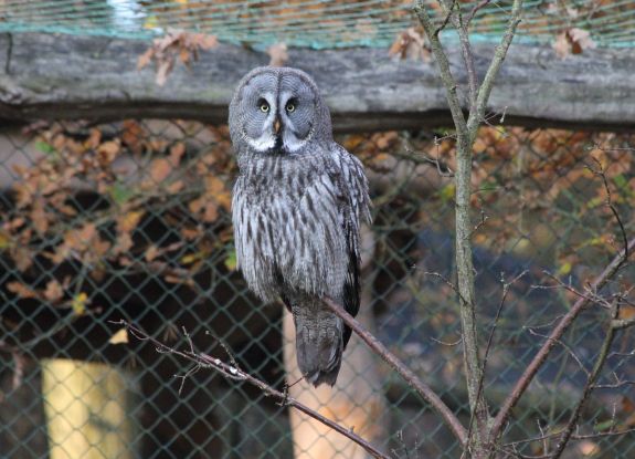 Wildpark-MV - Eulenwanderung Bartkauz