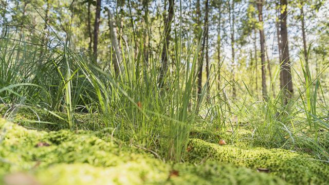 Moorwanderung, © André Pristaff / Tourismus- und Kur GmbH Graal-Müritz