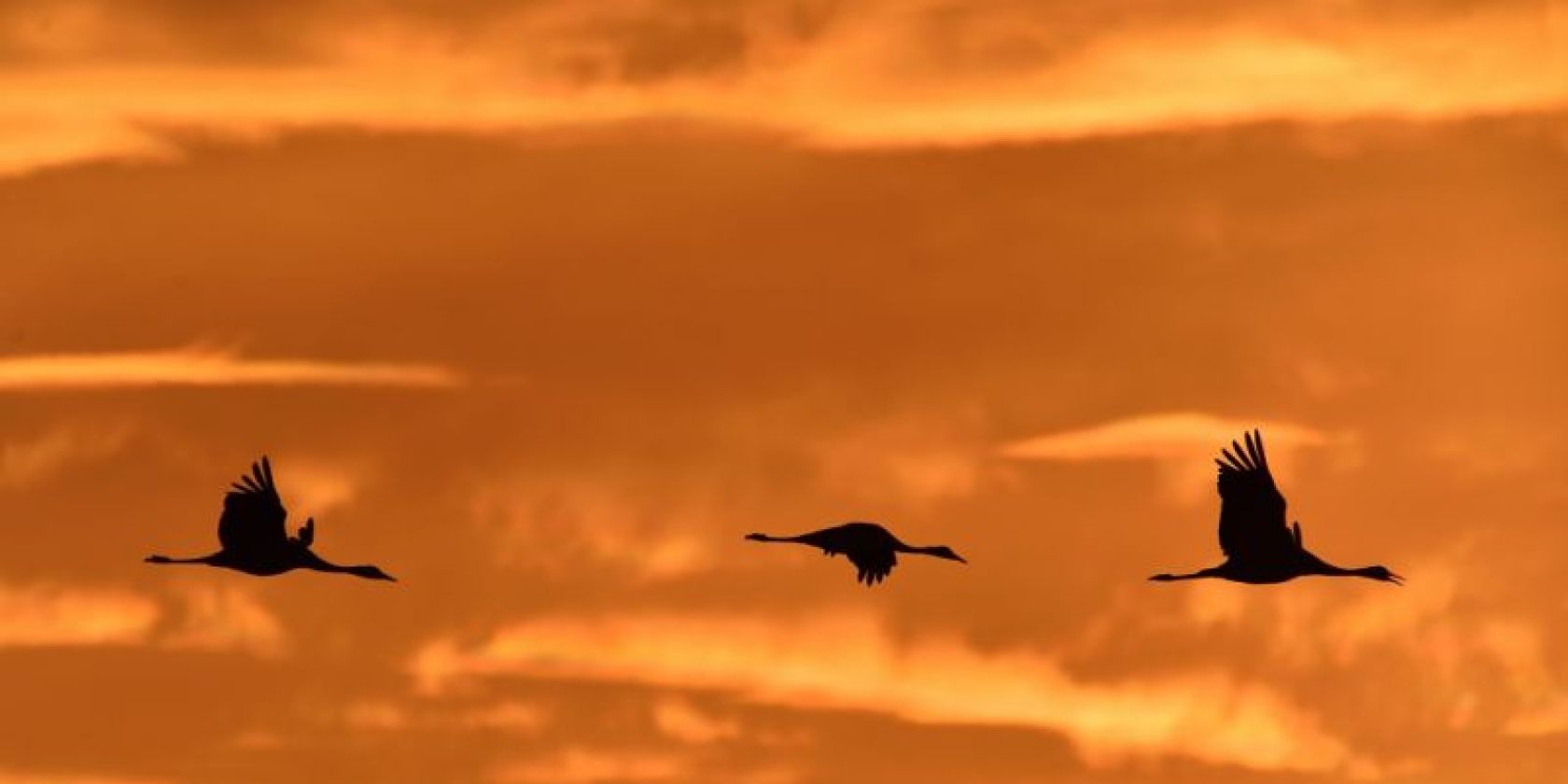 Kraniche am Abend, &copy; Karsten Peter