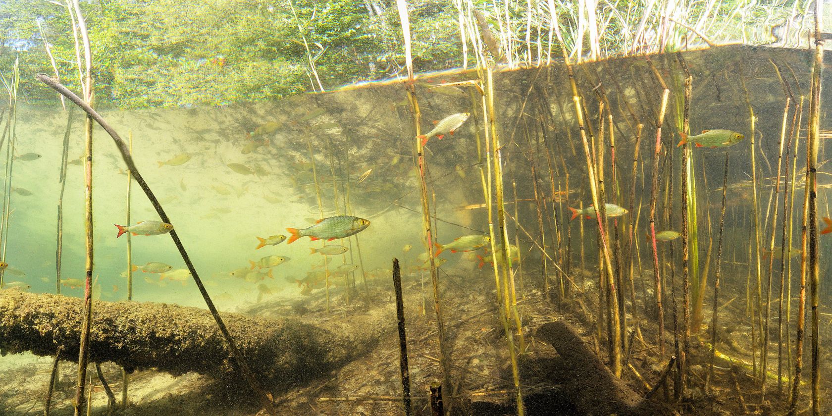 Rudd at the edge of the reeds, © Michael Feierabend