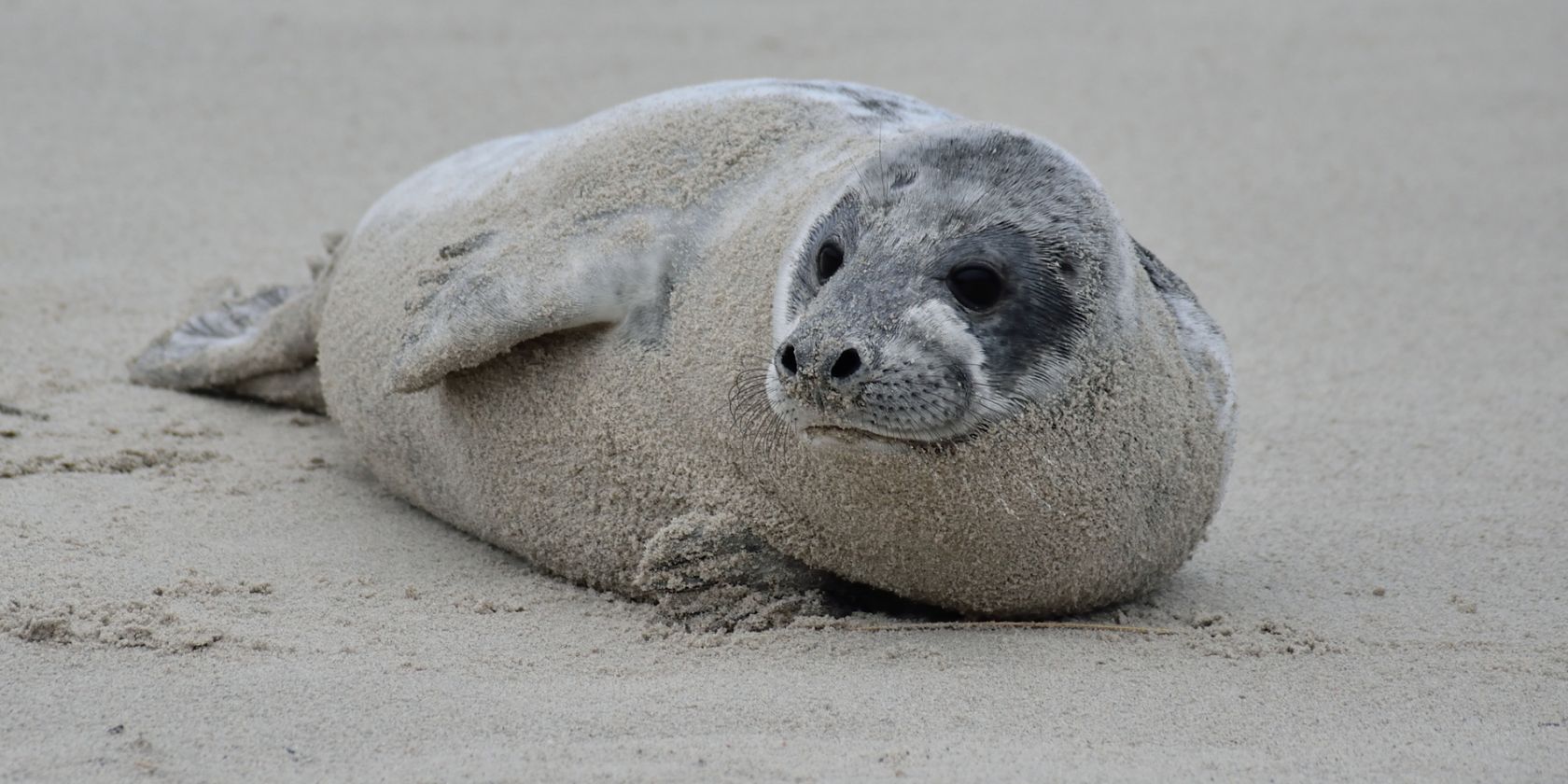 Am 22. März, dem „Internationalen Tag der Robben“, erfahren Gäste im OZEANEUM mehr über die Lebensweise der Meeressäugetiere. (Foto: Nicola Boll/BUND)