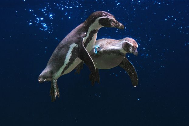 penguins, &copy; Vogelpark Marlow