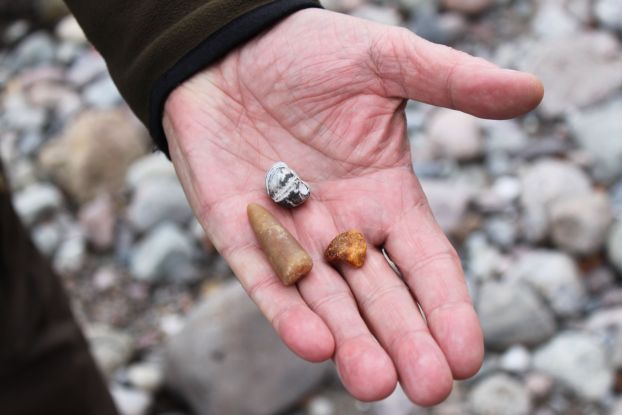BRASOR_Seeigel_Bernstein_Donnerkeil1, &copy; Biosph&auml;renreservat S&uuml;dost-R&uuml;gen