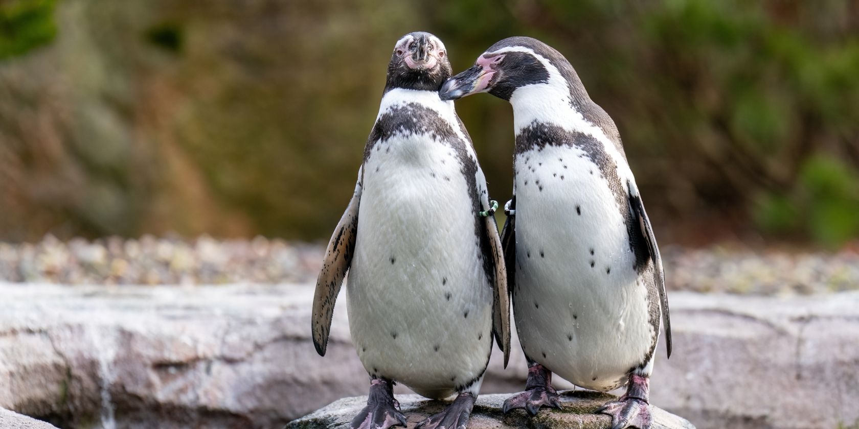Welt-Pinguin-Tag_Humboldtpinguine_Foto Matthias Dr&uuml;bbisch, &copy; Zoo Rostock/ Dr&uuml;bbisch