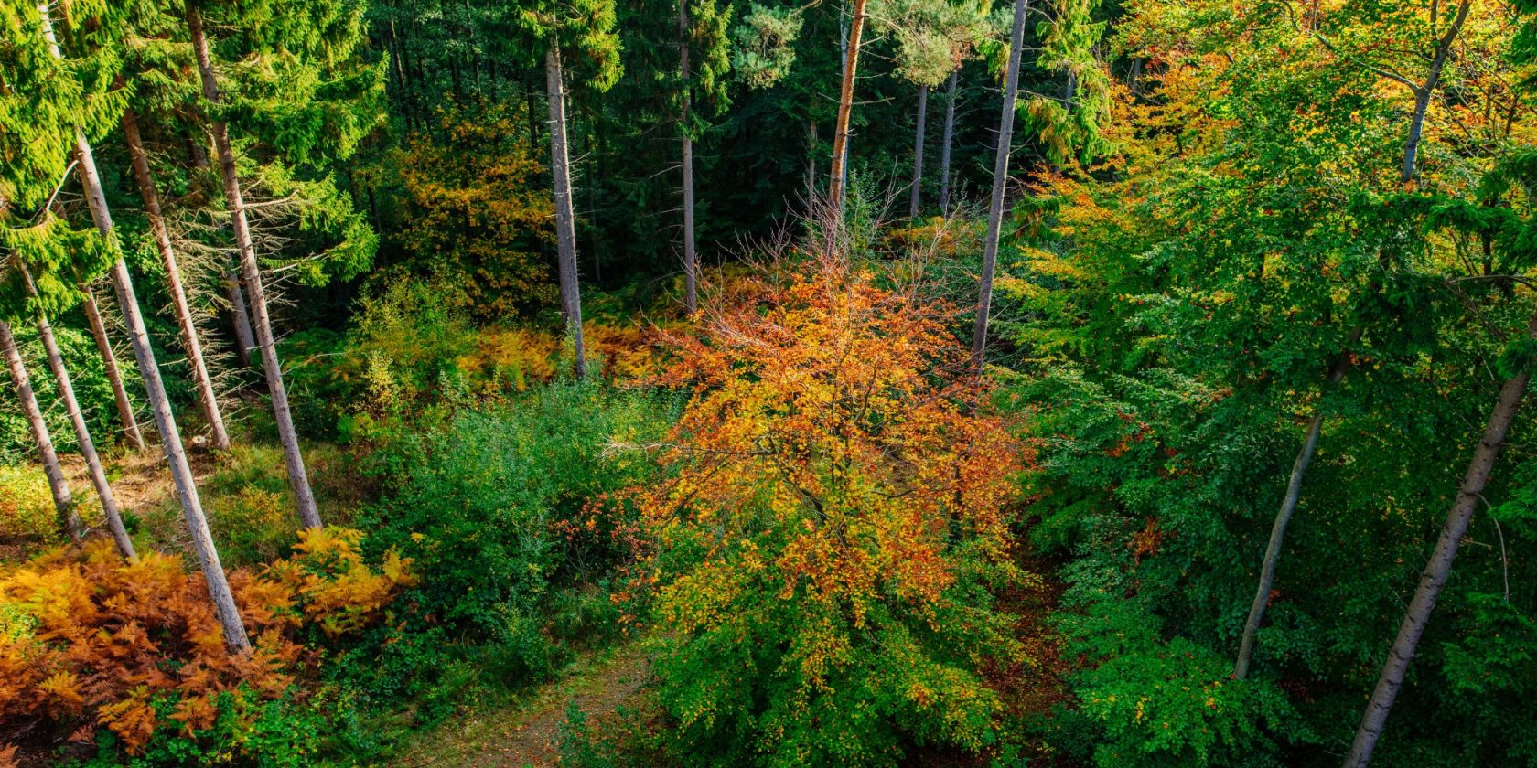 Familienabenteuer: Waldolympiade, © Binzer Bucht Tourismus
