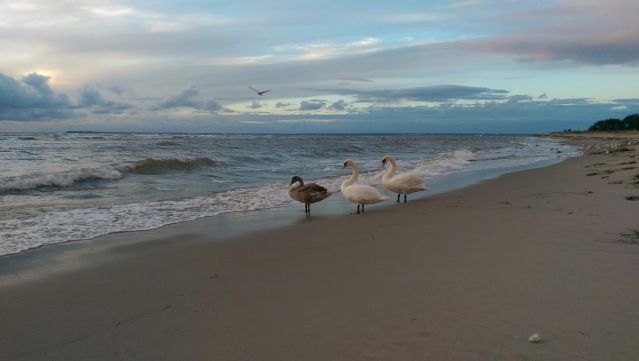 Strand_Schwäne, © KV Mönchgut