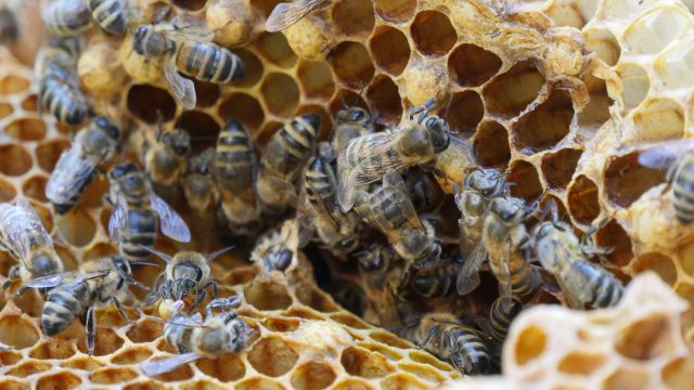 Bee cart season_Photo Maria Seemann, &copy; Zoo Rostock/ Seemann