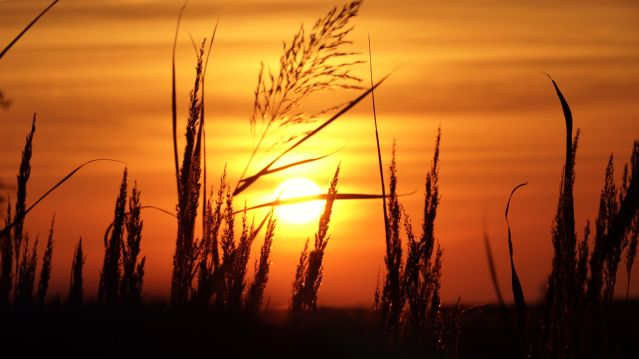 Augenwanderung Sonne Gras-Nico_Offermann, &copy; Nico Offermann