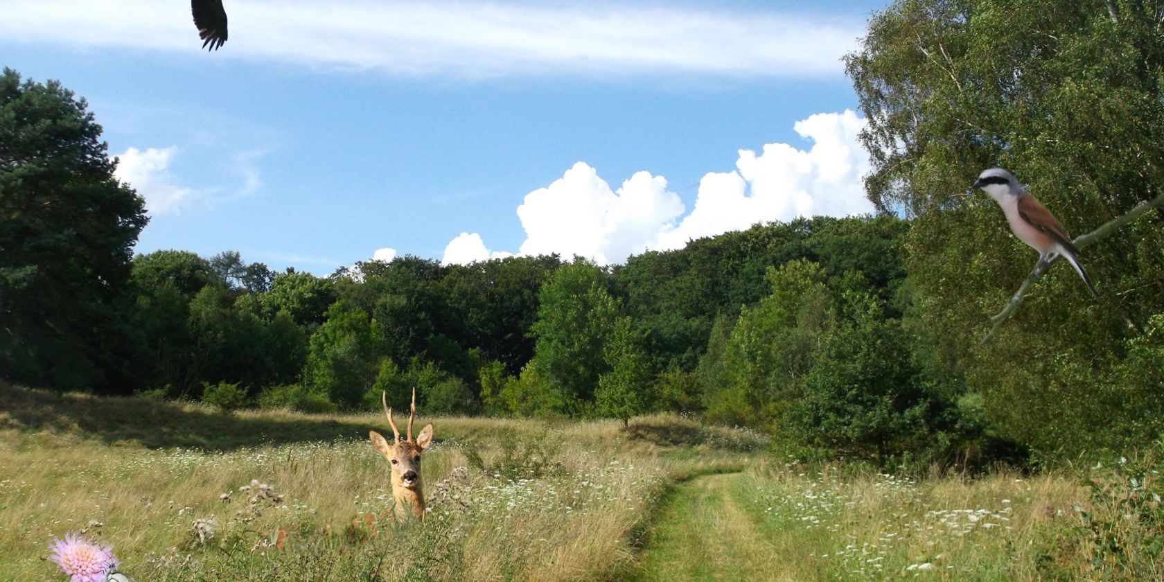 naturwanderung_hoeffgen, &copy; Monika H&ouml;ffgen
