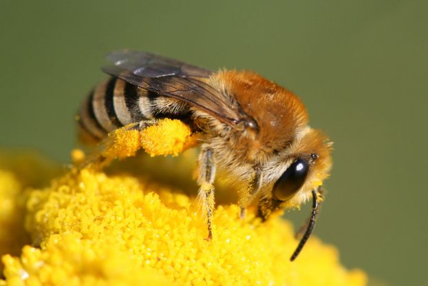 Wildbienen (c)Colletes sp_Hans Juergen Sessner, © Colletes sp / Hans Juergen Sessner