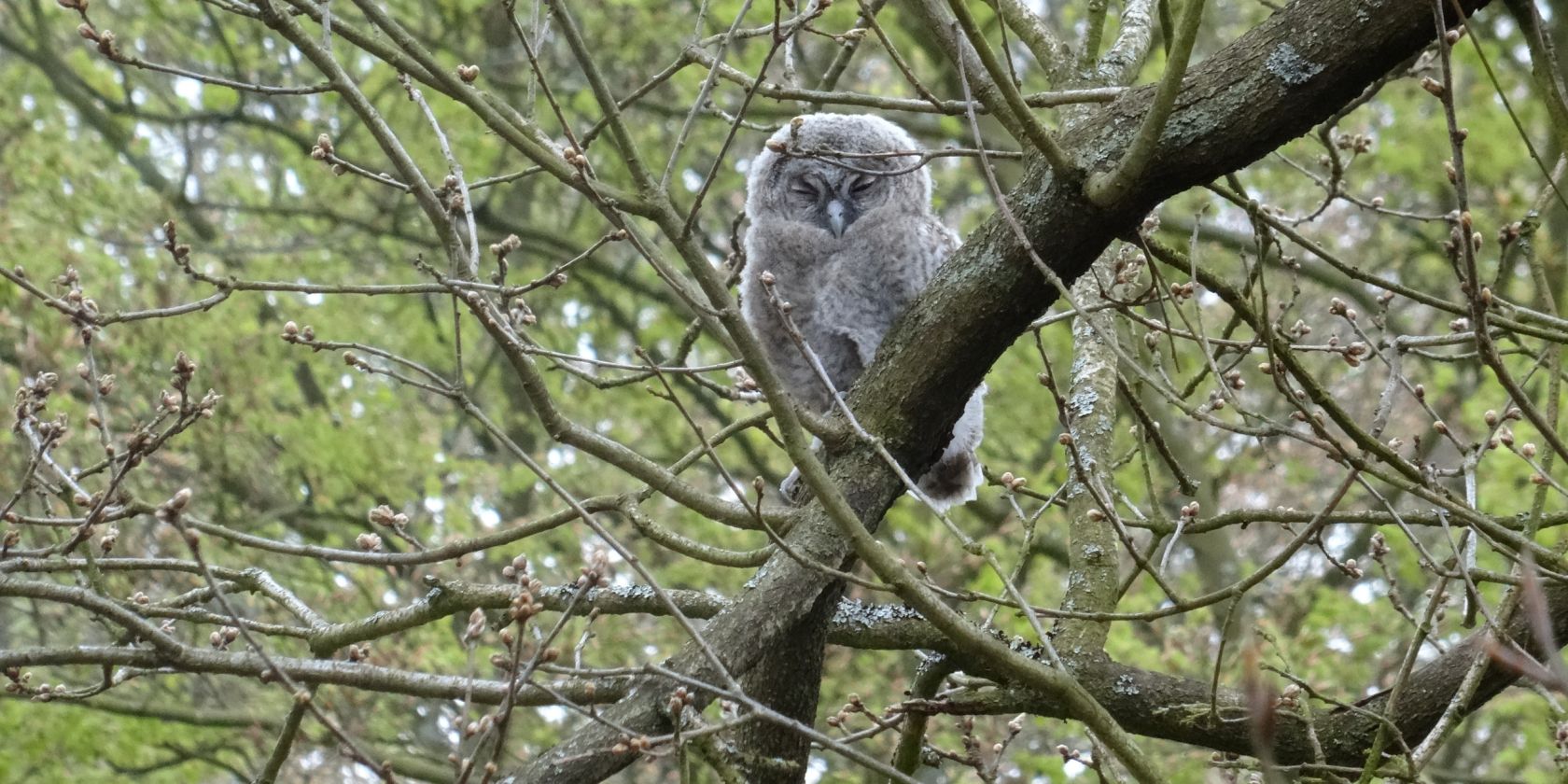 Fr&uuml;hlingserwachen und Vogelgezwitscher