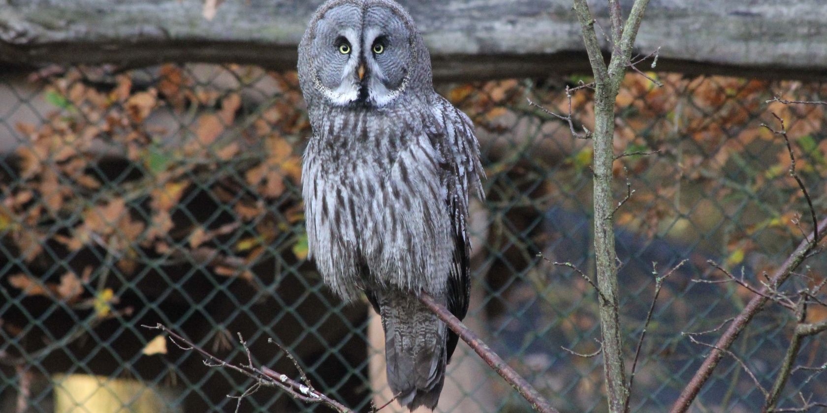 Wildpark-MV - Eulenwanderung Bartkauz