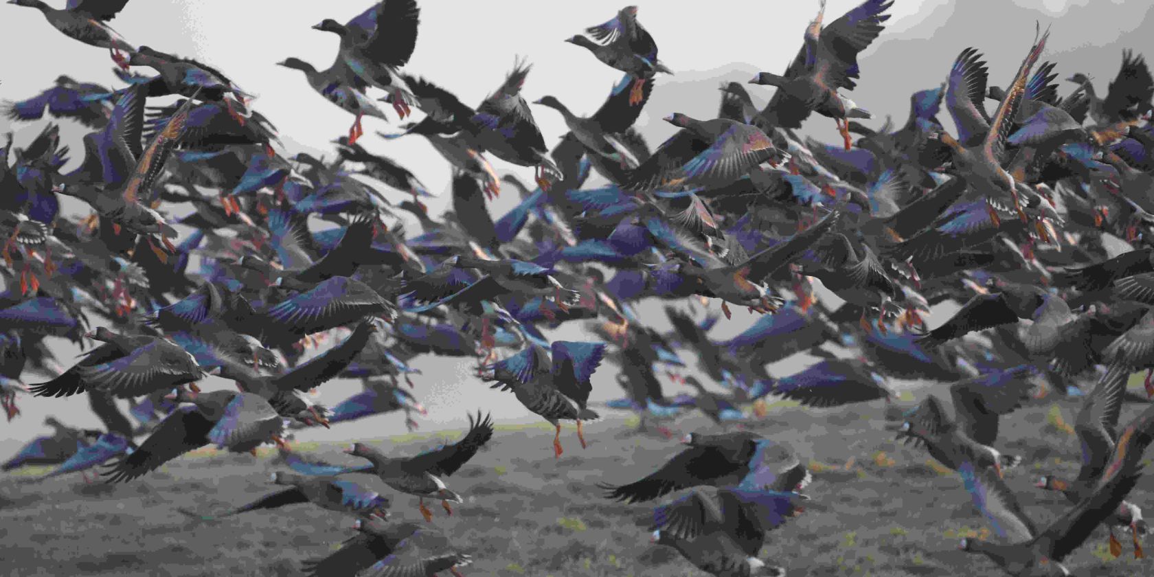 24-03-23 The return of the wild geese, GMZ, &copy; Gudrun Marin-Ziegler