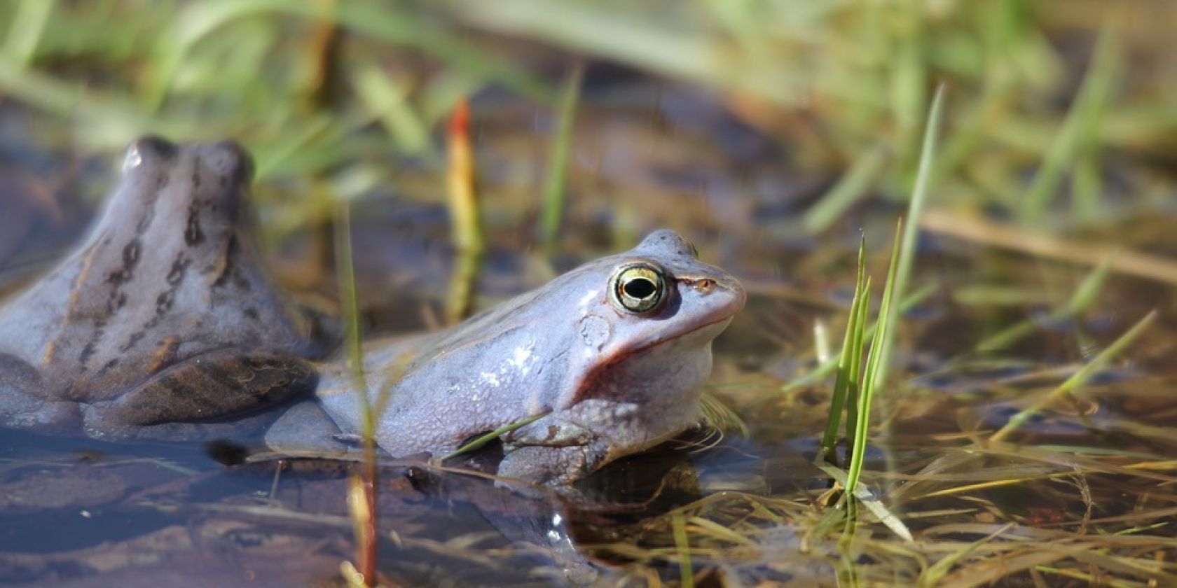 Moorfrosch, © Mario Haack by Pixabay