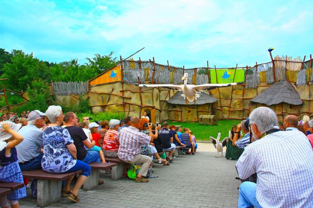 Pelicans in the animal show, © Vogelpark