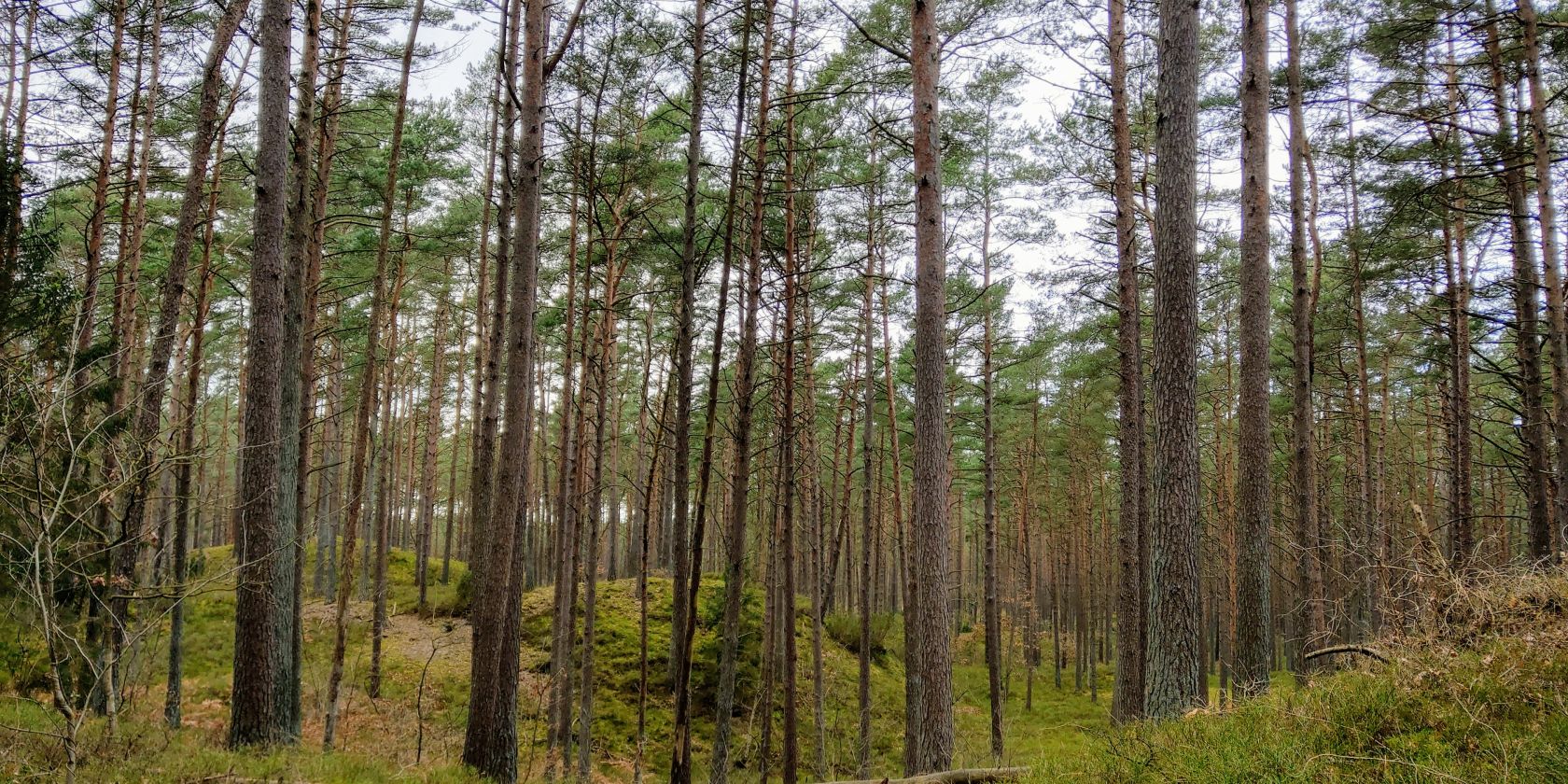Baaber Heide, © KV Baabe