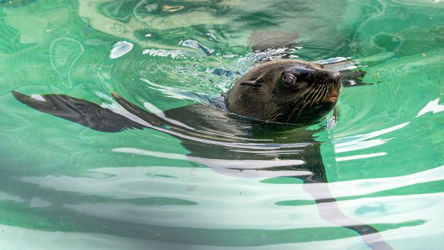 Seebär Eda, © Zoo Rostock/Drübbisch