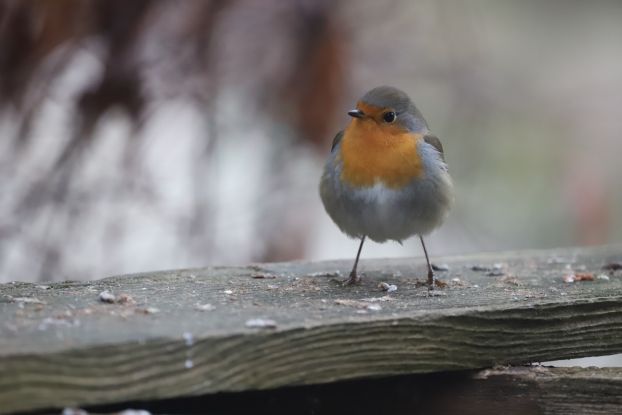 Rotkehlchen, © Naturpark Mecklenburgische Schweiz und Kummerower See