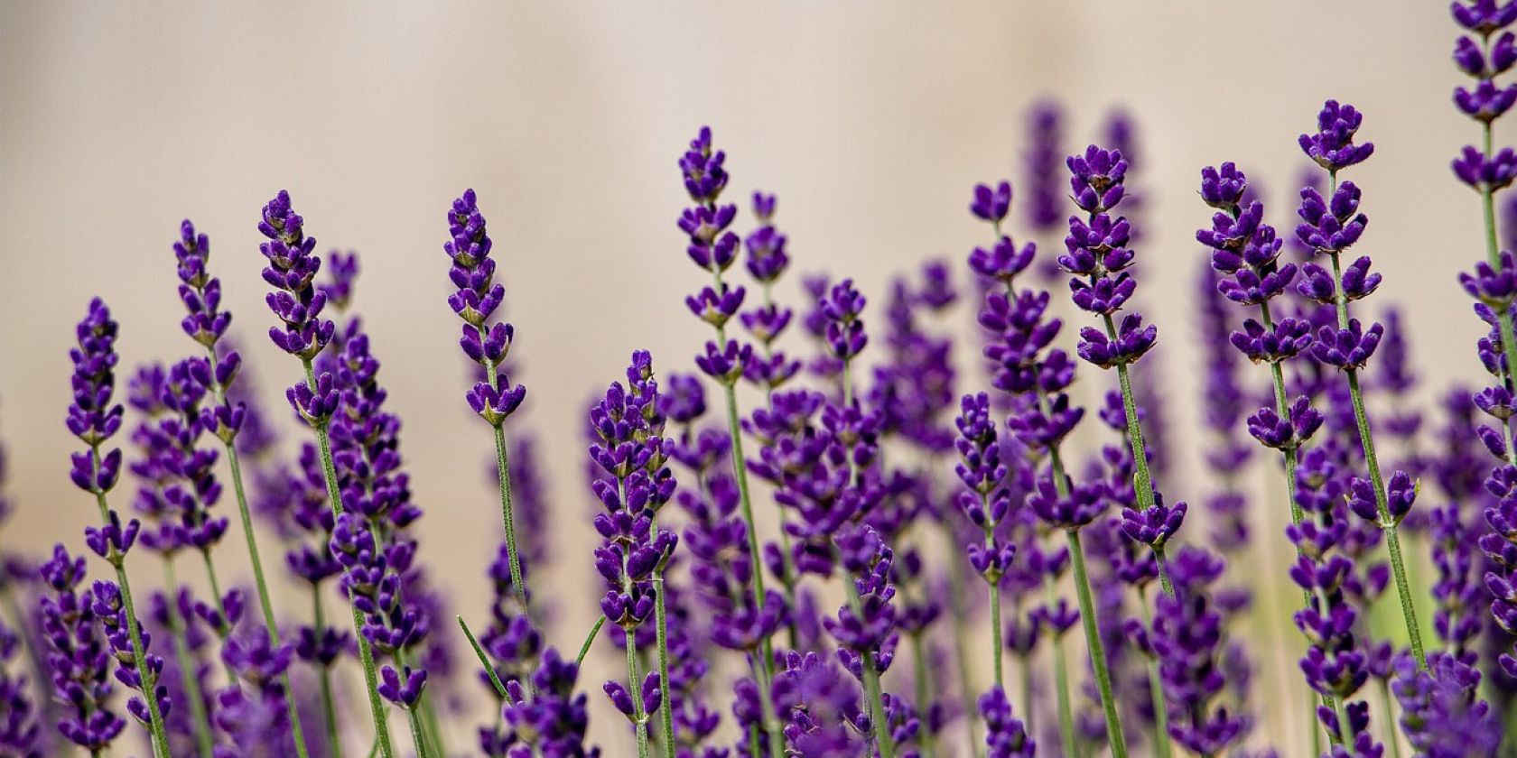 Lavendel, © Pixabay