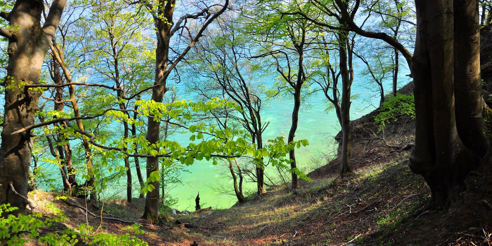 Gr&uuml;ner Wald auf wei&szlig;er Kreide, &copy; Nationalparkamt Vorpommern