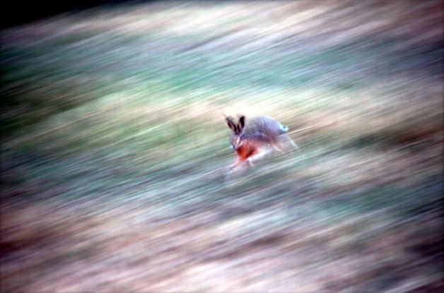 running rabbit, © Peter M. Koslik