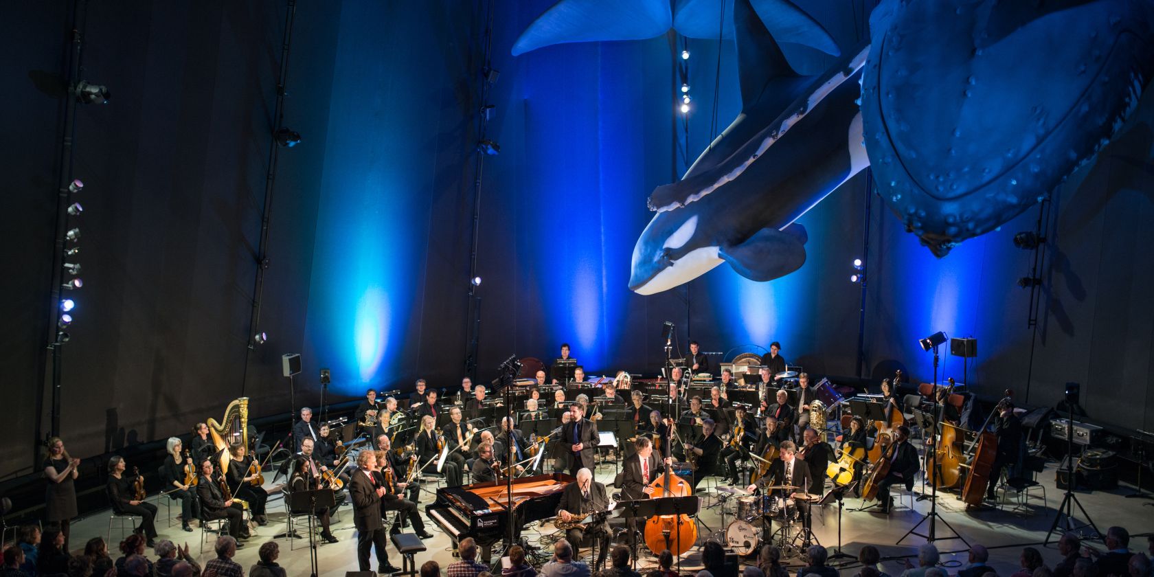 Musik vor einmaliger Kulisse: unter den Riesen der Meere im OZEANEUM sind Konzerte besonders stimmungsvoll. (Foto: Johannes-Maria Schlorke/Deutsches Meeresmuseum Stralsund)