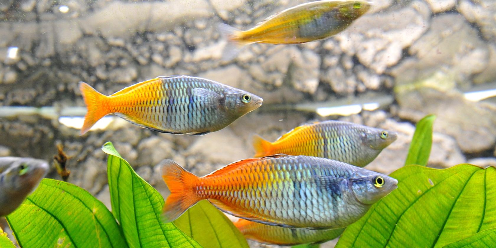 Tierpfleger-Sprechstunde im Aquarium, © Zoo Rostock/Kloock