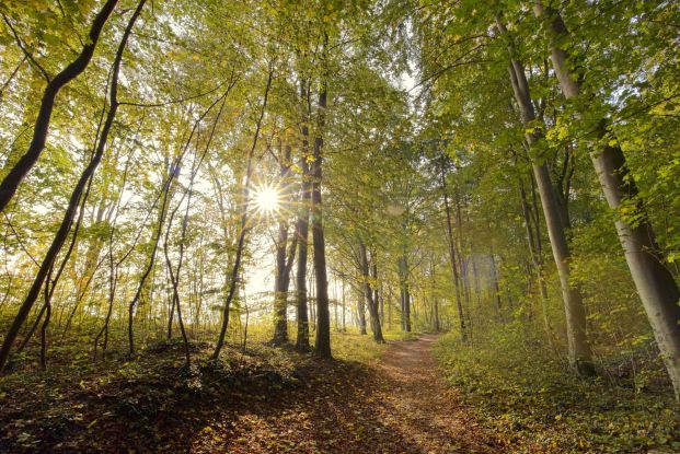 Waldbaden Herbst (c) Kurverwaltung Goehren Martin Stoever_10-2016_P5I4842, © Kurverwaltung Goehren / Martin Stoever