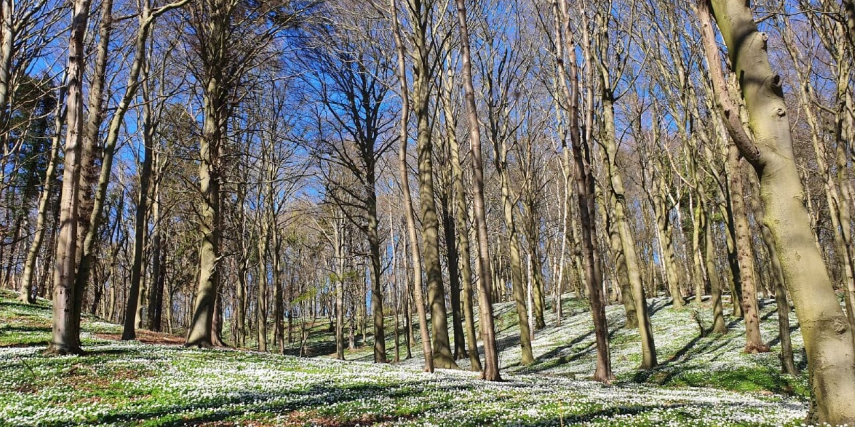Forest bathing in spring (c) Kurverwaltung Göhren, © Kurverwaltung Goehren