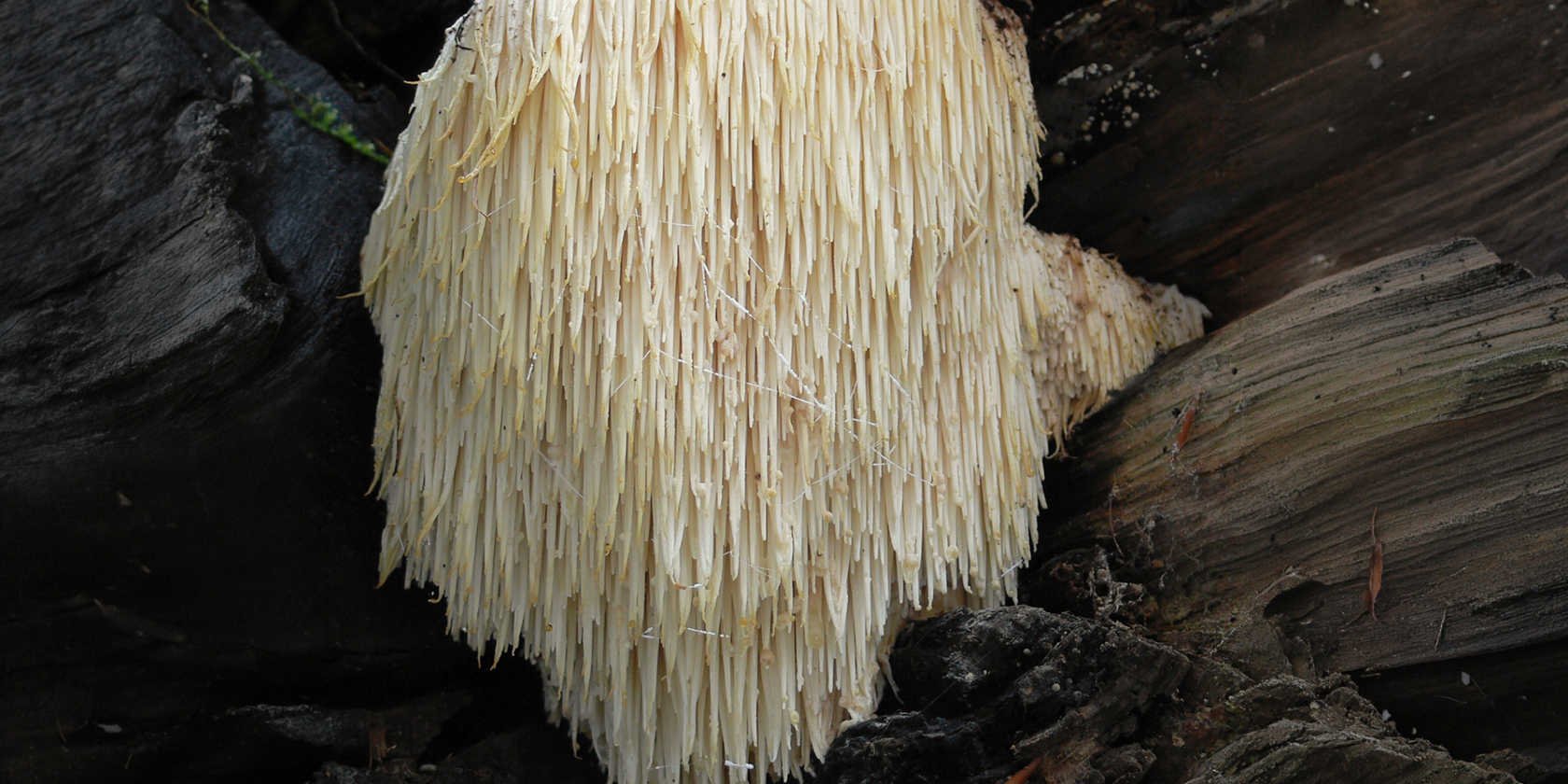 Igelstachelbart_Hericium_erinaceus.jpg Lebrac abgeleitetes Werk, Ak ccm, CC BY-SA 3.0 via Wikimedia, &copy; Igelstachelbart_Hericium_erinaceus.jpg Lebrac abgeleitetes Werk, Ak ccm, CC BY-SA 3.0 via Wikimedia