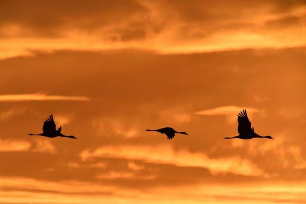 Kraniche am Abend, &copy; Karsten Peter