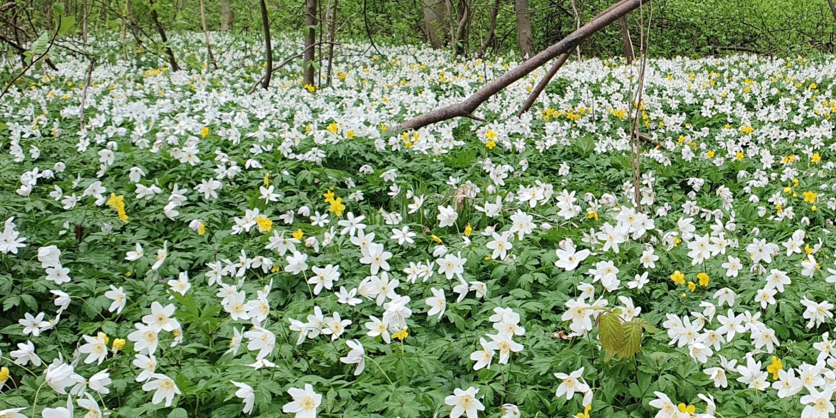 Fruehlingserwachen (c) Kurverwaltung Goehren, &copy; Kurverwaltung Goehren