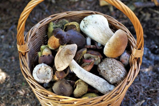 Wanderung "Auf in die Pilze"