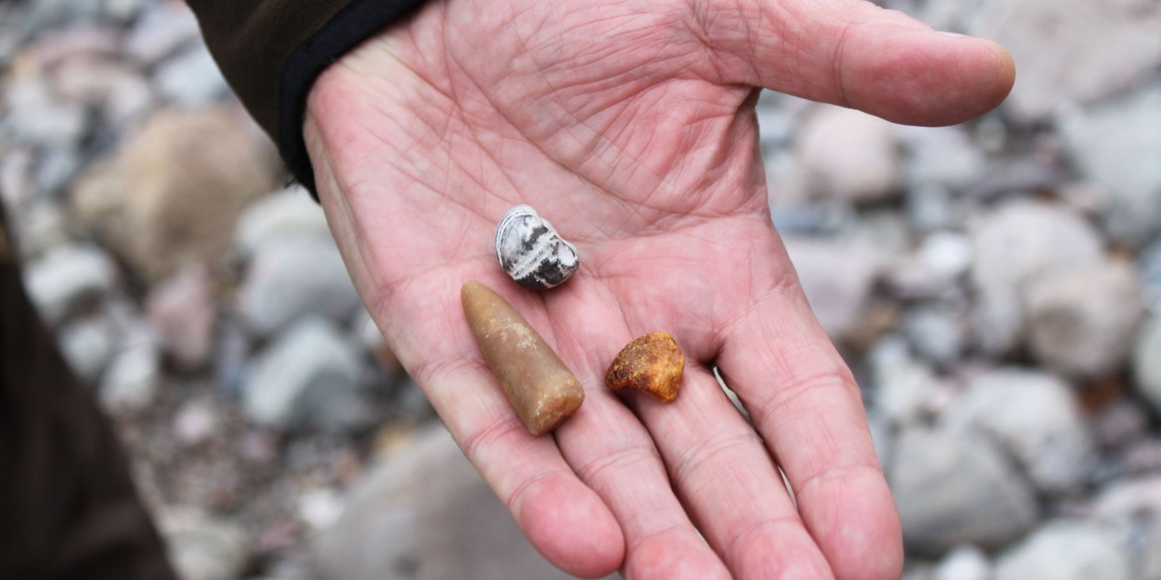 BRASOR_Seeigel_Bernstein_Donnerkeil1, &copy; Biosph&auml;renreservat S&uuml;dost-R&uuml;gen